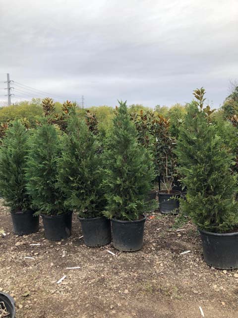 cupressocyparis-leylandii-murray-leyland-cypress-hesperotropsis-leylandii-callitropsis-x-leylandii
