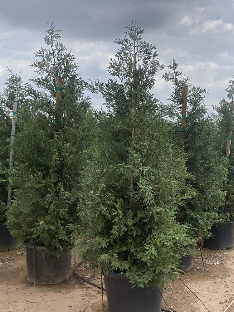 cupressocyparis-leylandii-murray-leyland-cypress-hesperotropsis-leylandii-callitropsis-x-leylandii