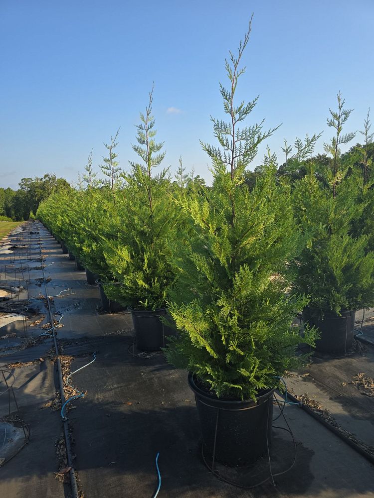 cupressocyparis-leylandii-murray-leyland-cypress-hesperotropsis-leylandii-callitropsis-x-leylandii