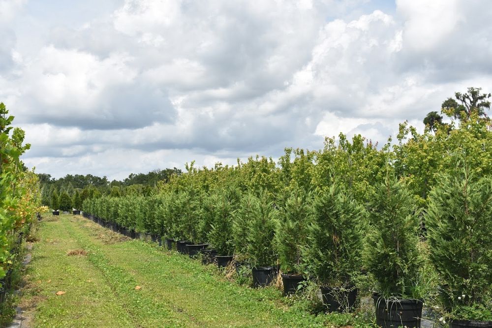 cupressocyparis-leylandii-murray-leyland-cypress-hesperotropsis-leylandii-callitropsis-x-leylandii