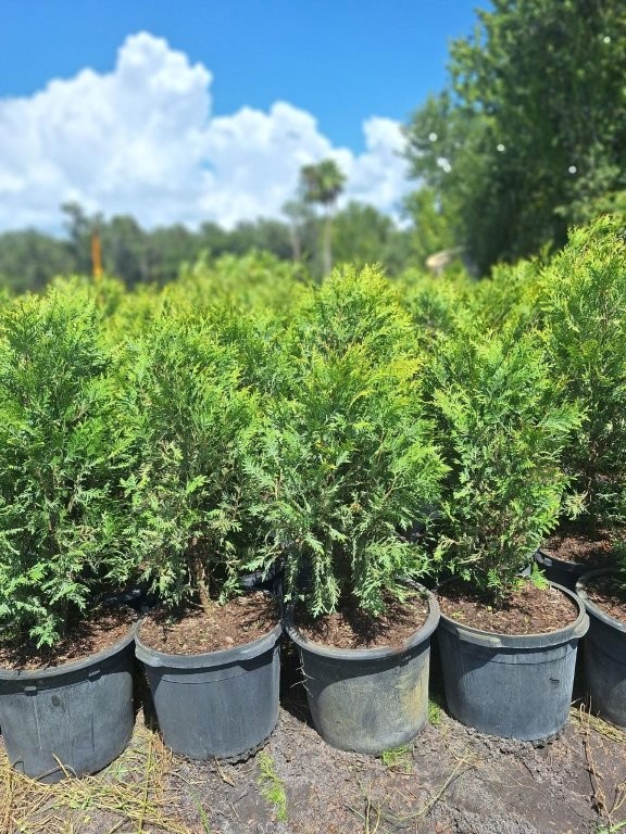 cupressocyparis-leylandii-murray-leyland-cypress-hesperotropsis-leylandii-callitropsis-x-leylandii