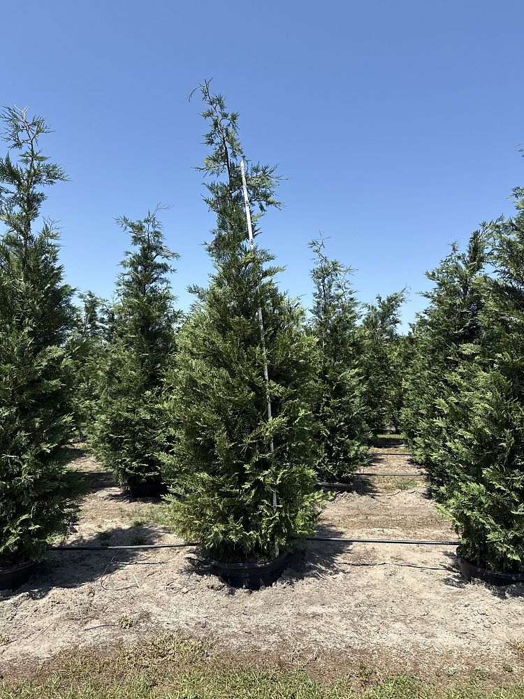 cupressocyparis-leylandii-murray-leyland-cypress-hesperotropsis-leylandii-callitropsis-x-leylandii