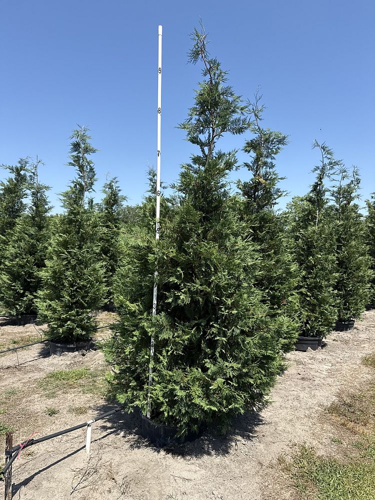 cupressocyparis-leylandii-murray-leyland-cypress-hesperotropsis-leylandii-callitropsis-x-leylandii