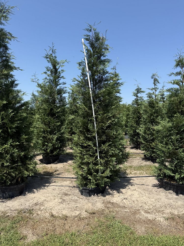 cupressocyparis-leylandii-murray-leyland-cypress-hesperotropsis-leylandii-callitropsis-x-leylandii