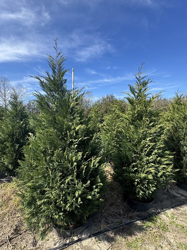 cupressocyparis-leylandii-murray-leyland-cypress-hesperotropsis-leylandii-callitropsis-x-leylandii