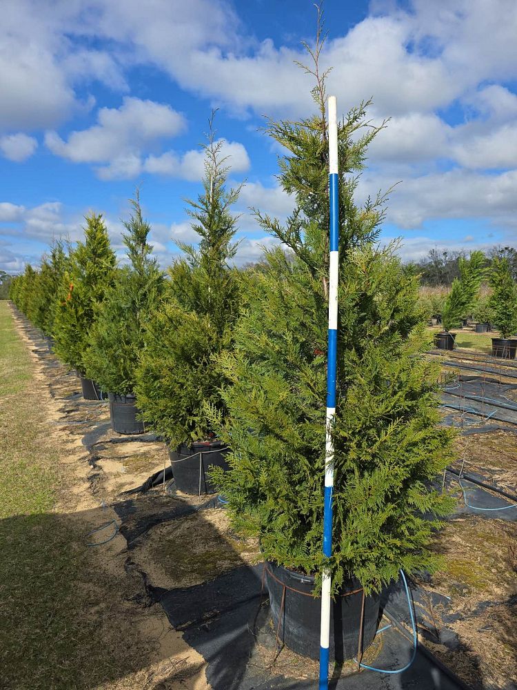 cupressocyparis-leylandii-murray-leyland-cypress-hesperotropsis-leylandii-callitropsis-x-leylandii