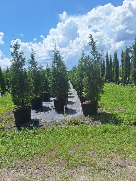 cupressocyparis-leylandii-murray-leyland-cypress-hesperotropsis-leylandii-callitropsis-x-leylandii