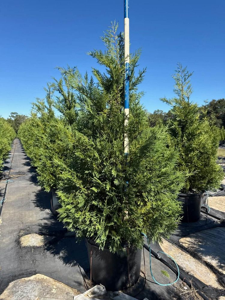 cupressocyparis-leylandii-murray-leyland-cypress-hesperotropsis-leylandii-callitropsis-x-leylandii