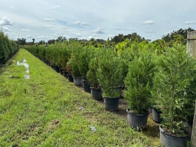 cupressocyparis-leylandii-murray-leyland-cypress-hesperotropsis-leylandii-callitropsis-x-leylandii