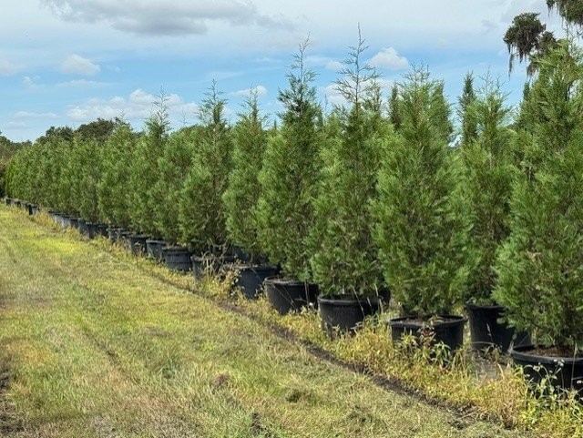 cupressocyparis-leylandii-murray-leyland-cypress-hesperotropsis-leylandii-callitropsis-x-leylandii