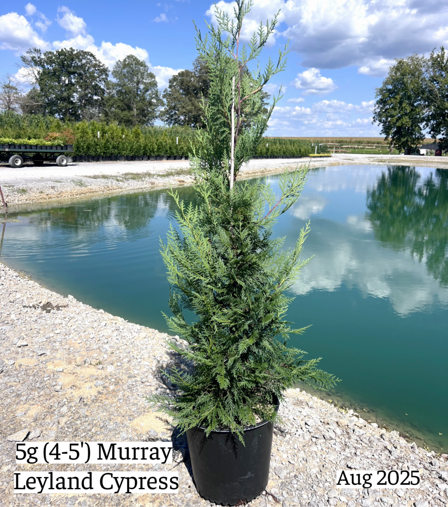 cupressocyparis-leylandii-murray-leyland-cypress-hesperotropsis-leylandii-callitropsis-x-leylandii