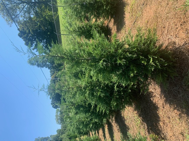 cupressocyparis-leylandii-naylor-s-blue-leyland-cypress-hesperotropsis-leylandii-callitropsis-x-leylandii