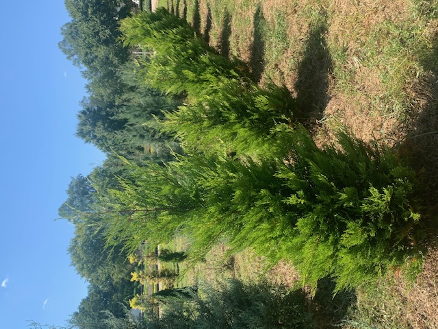 cupressocyparis-leylandii-robinson-s-gold-leyland-cypress-hesperotropsis-leylandii-callitropsis-x-leylandii