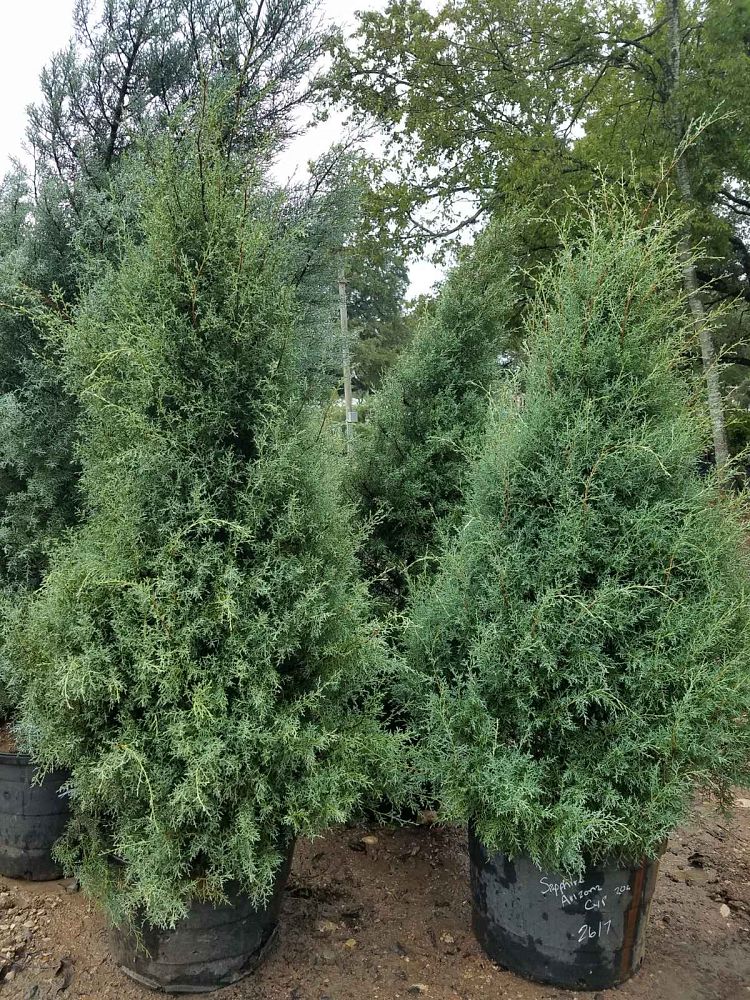 cupressus-arizonica-arizona-cypress