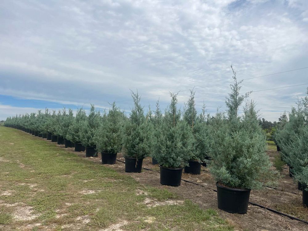cupressus-arizonica-arizona-cypress