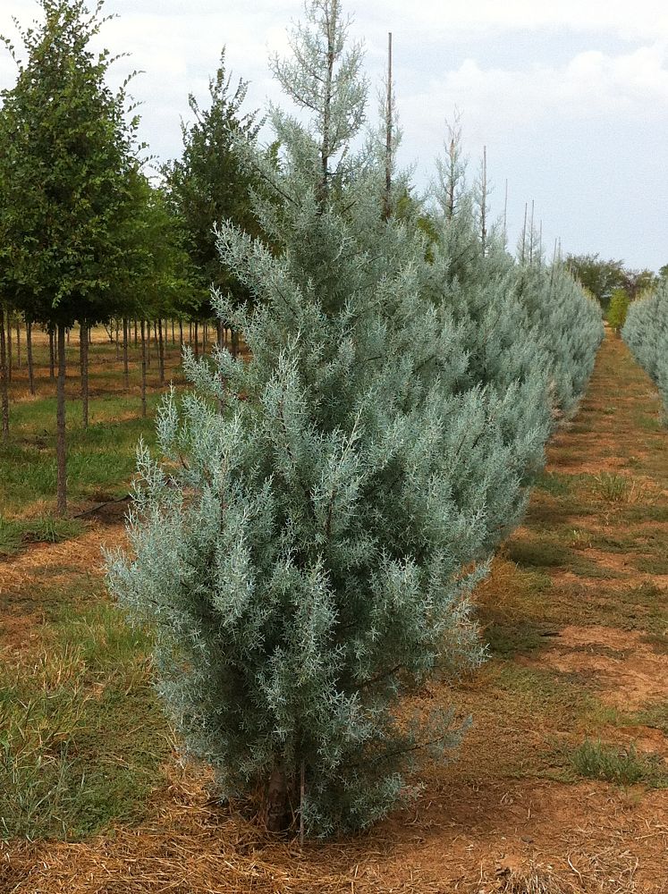 Eastern cedar tree