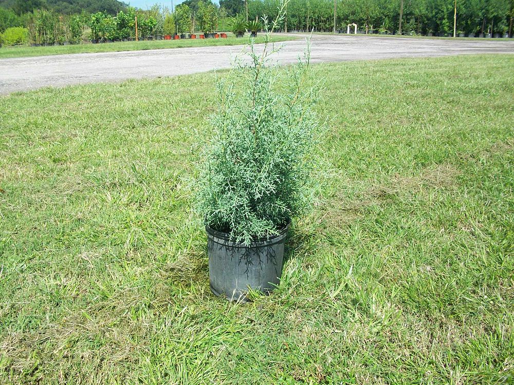 cupressus-arizonica-glabra-arizona-blue-cypress-smooth-bark-arizona-cypress-callitropsis-glabra