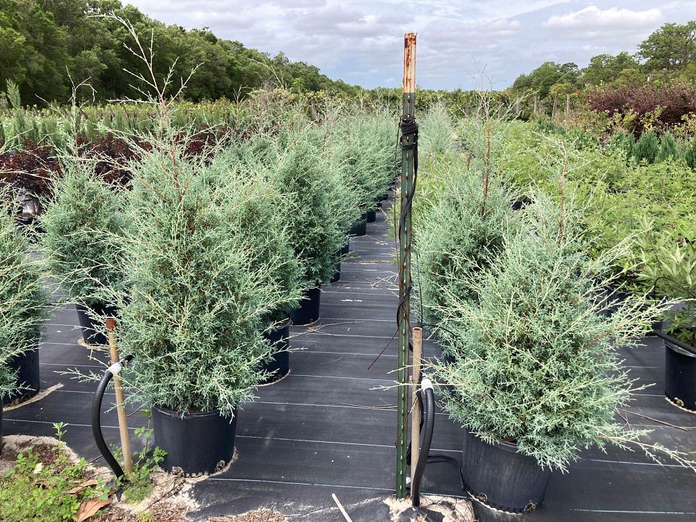 cupressus-arizonica-glabra-arizona-blue-cypress-smooth-bark-arizona-cypress-callitropsis-glabra
