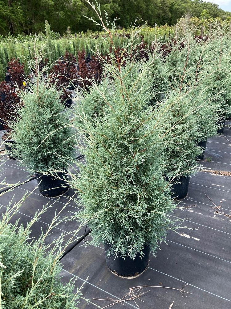cupressus-arizonica-glabra-arizona-blue-cypress-smooth-bark-arizona-cypress-callitropsis-glabra