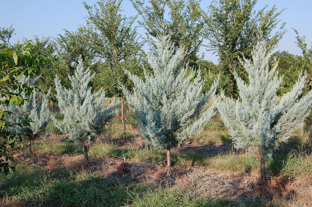 cupressus-arizonica-glabra-arizona-blue-cypress-smooth-bark-arizona-cypress-callitropsis-glabra