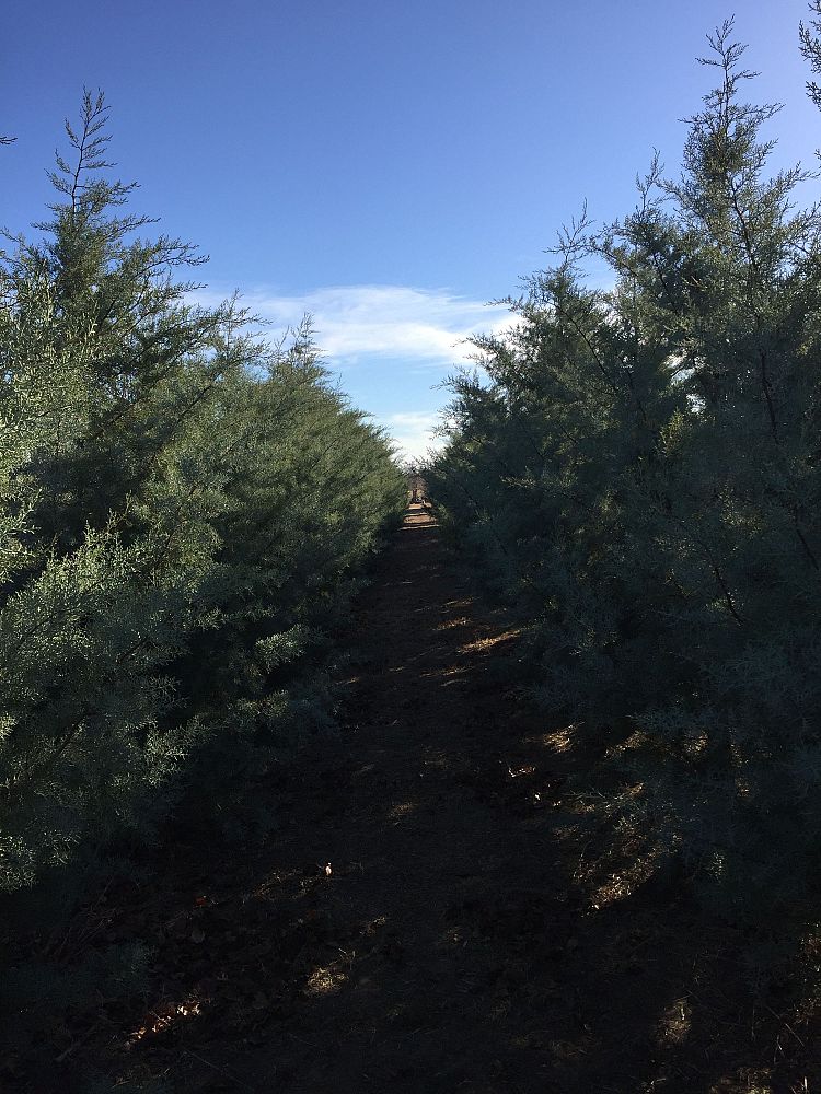 cupressus-arizonica-glabra-arizona-blue-cypress-smooth-bark-arizona-cypress-callitropsis-glabra