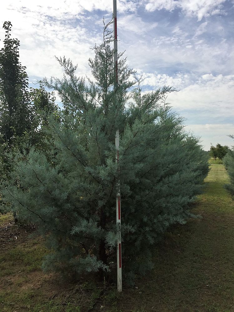 cupressus-arizonica-glabra-arizona-blue-cypress-smooth-bark-arizona-cypress-callitropsis-glabra