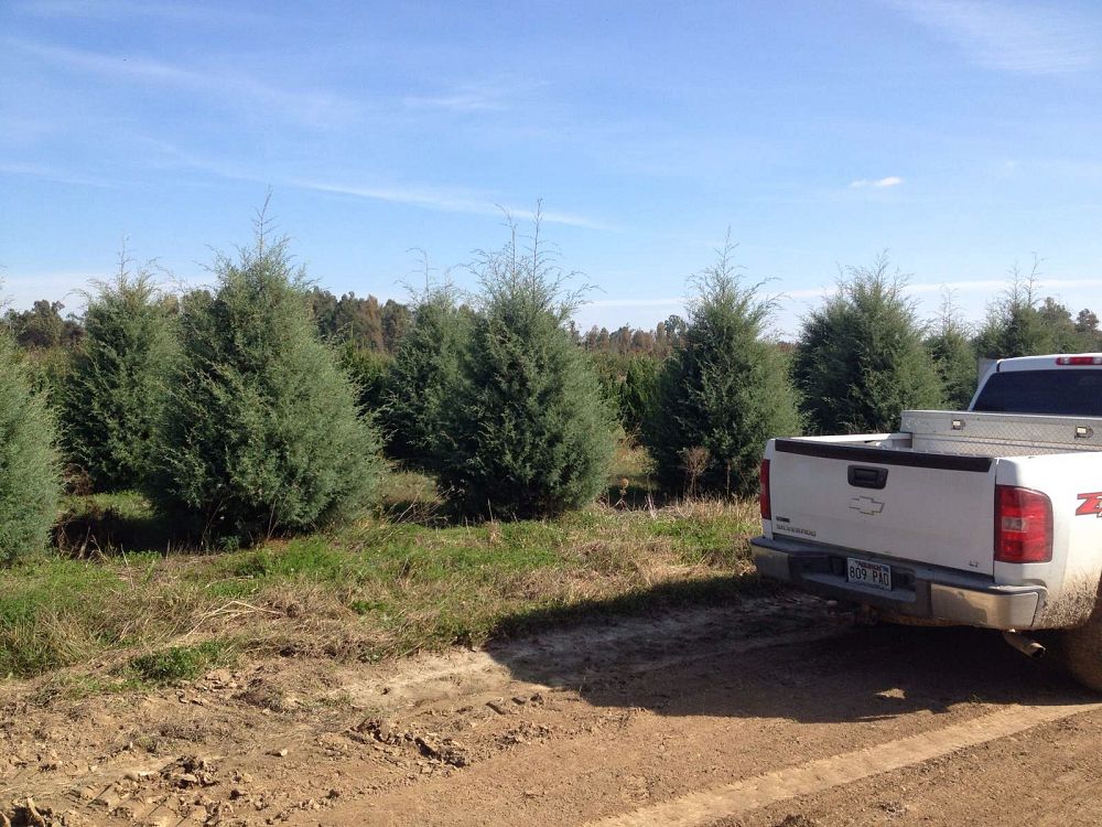 cupressus-arizonica-glabra-arizona-blue-cypress-smooth-bark-arizona-cypress-callitropsis-glabra