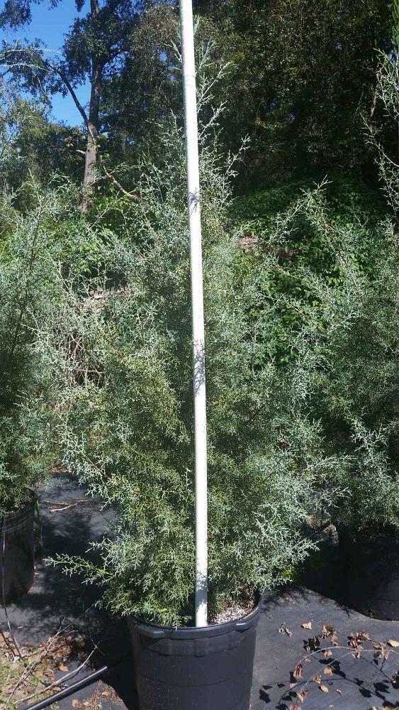 cupressus-arizonica-glabra-arizona-blue-cypress-smooth-bark-arizona-cypress-callitropsis-glabra