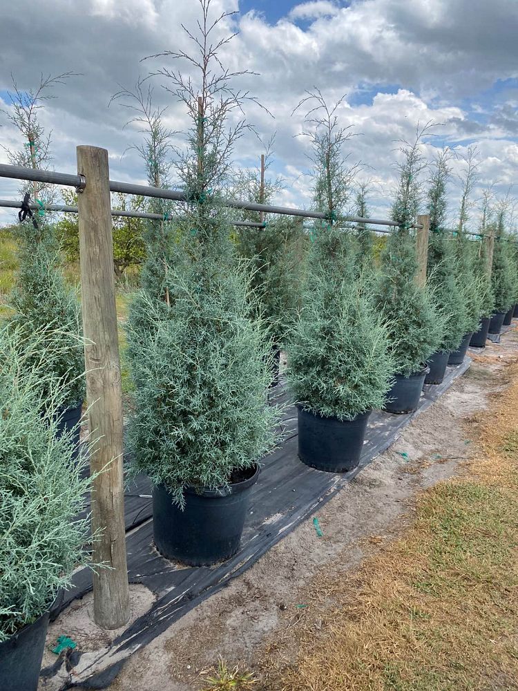 cupressus-arizonica-glabra-arizona-blue-cypress-smooth-bark-arizona-cypress-callitropsis-glabra