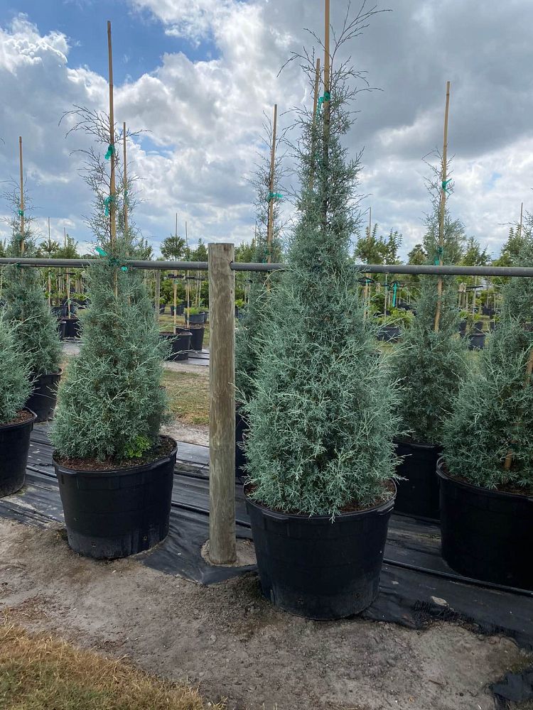 cupressus-arizonica-glabra-arizona-blue-cypress-smooth-bark-arizona-cypress-callitropsis-glabra