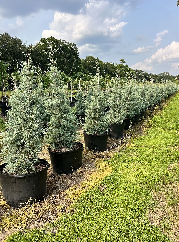 cupressus-arizonica-glabra-arizona-blue-cypress-smooth-bark-arizona-cypress-callitropsis-glabra