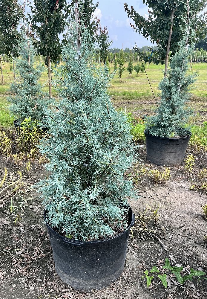 cupressus-arizonica-glabra-arizona-blue-cypress-smooth-bark-arizona-cypress-callitropsis-glabra