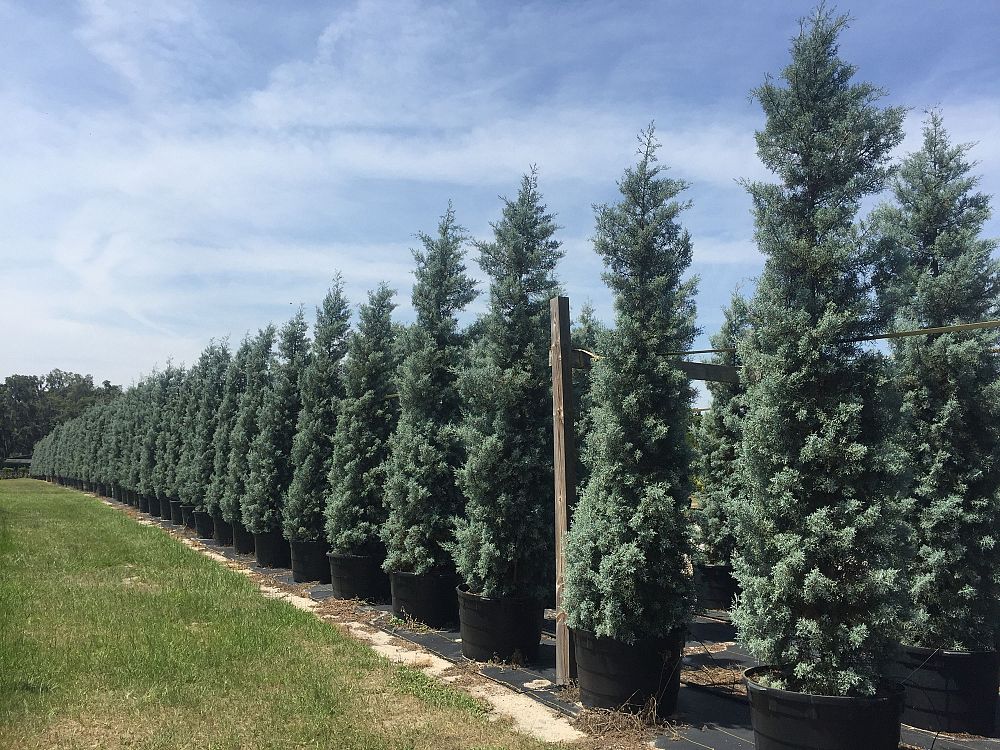 Triangle Nursery Plantant Cupressus Arizonica Glabra Blue Ice Arizona Cypress
