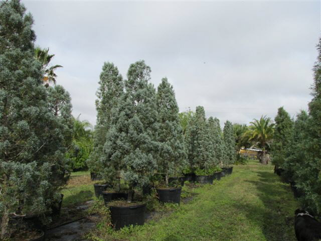 cupressus-arizonica-glabra-blue-ice-arizona-blue-cypress-smooth-bark-arizona-cypress-callitropsis-glabra