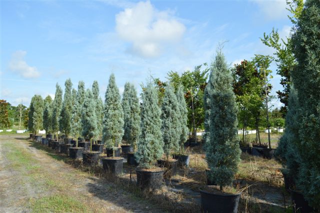 cupressus-arizonica-glabra-blue-ice-arizona-blue-cypress-smooth-bark-arizona-cypress-callitropsis-glabra