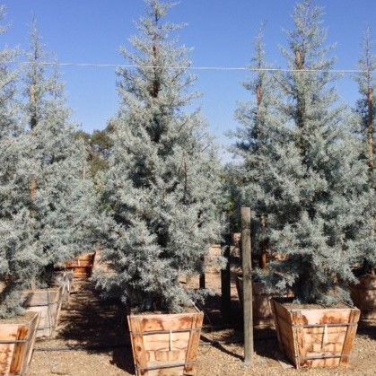 cupressus-arizonica-glabra-blue-ice-arizona-blue-cypress-smooth-bark-arizona-cypress-callitropsis-glabra