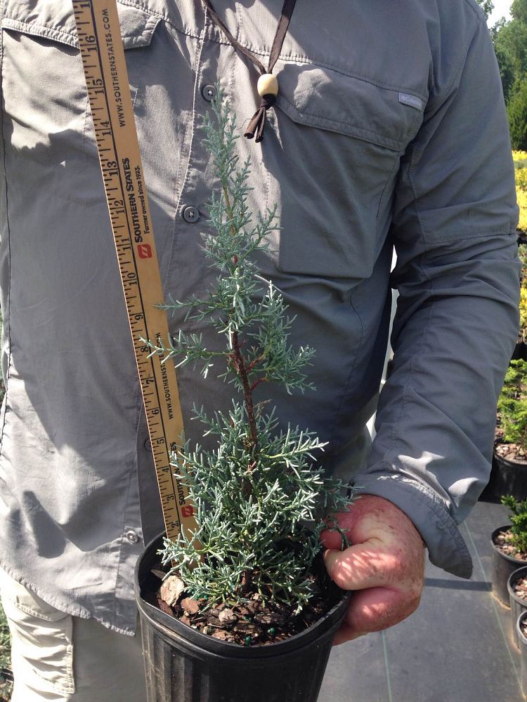 cupressus-arizonica-glabra-blue-ice-arizona-blue-cypress-smooth-bark-arizona-cypress-callitropsis-glabra