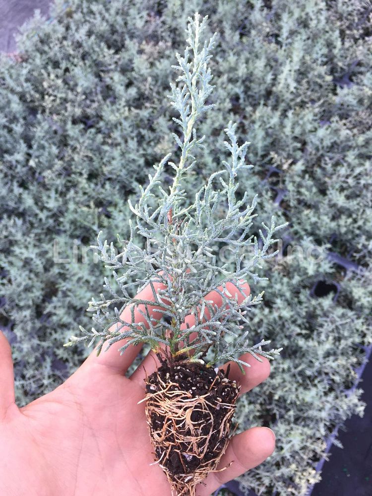 cupressus-arizonica-glabra-blue-ice-arizona-blue-cypress-smooth-bark-arizona-cypress-callitropsis-glabra