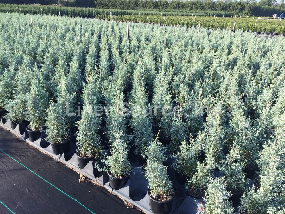 cupressus-arizonica-glabra-blue-ice-arizona-blue-cypress-smooth-bark-arizona-cypress-callitropsis-glabra