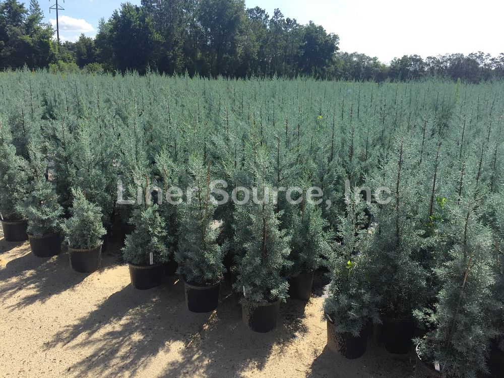 cupressus-arizonica-glabra-blue-ice-arizona-blue-cypress-smooth-bark-arizona-cypress-callitropsis-glabra