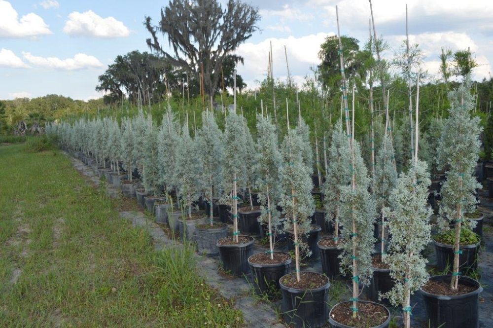 cupressus-arizonica-glabra-blue-ice-arizona-blue-cypress-smooth-bark-arizona-cypress-callitropsis-glabra