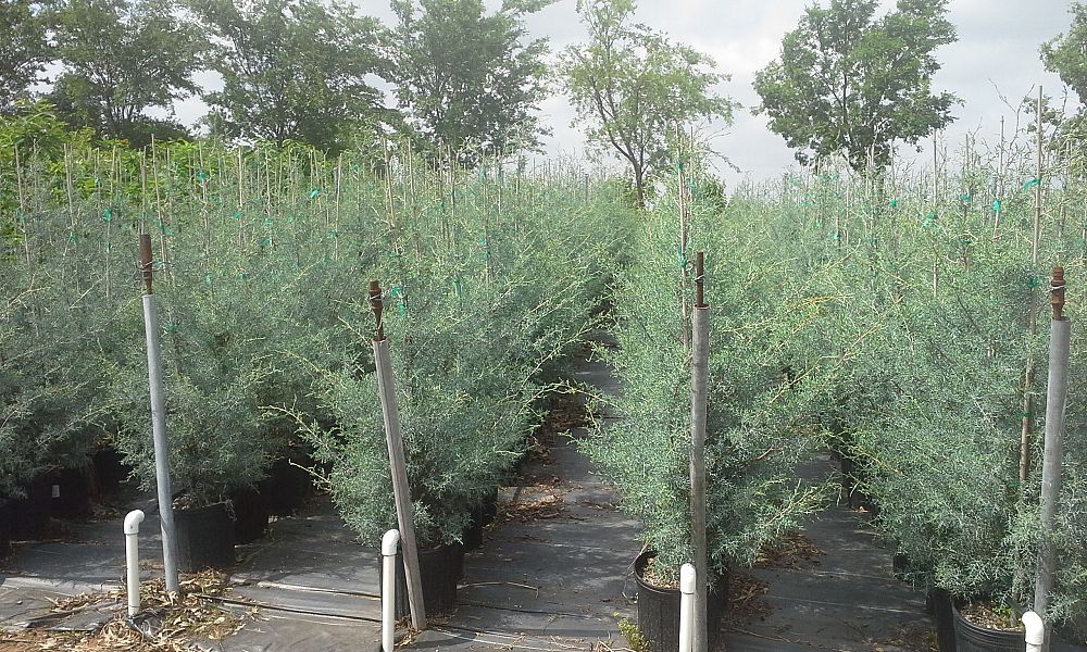 cupressus-arizonica-glabra-blue-ice-arizona-blue-cypress-smooth-bark-arizona-cypress-callitropsis-glabra