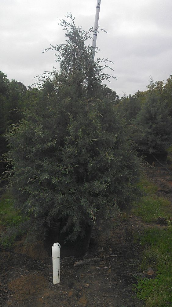 cupressus-arizonica-glabra-blue-ice-arizona-blue-cypress-smooth-bark-arizona-cypress-callitropsis-glabra
