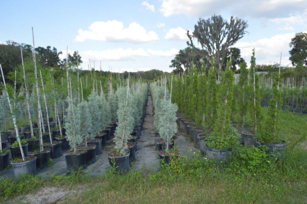 cupressus-arizonica-glabra-blue-ice-arizona-blue-cypress-smooth-bark-arizona-cypress-callitropsis-glabra