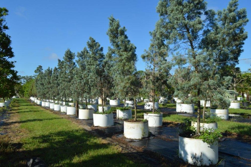 cupressus-arizonica-glabra-blue-ice-arizona-blue-cypress-smooth-bark-arizona-cypress-callitropsis-glabra
