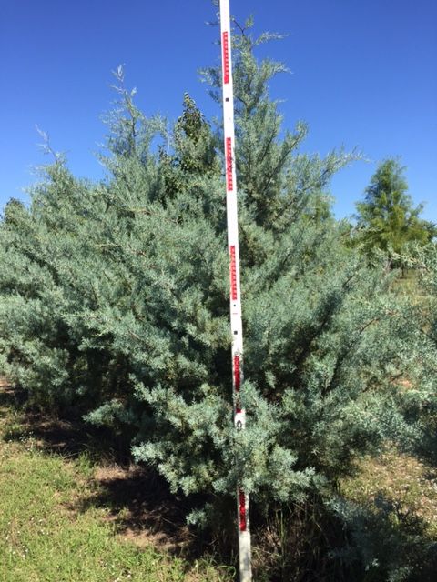 cupressus-arizonica-glabra-blue-ice-arizona-blue-cypress-smooth-bark-arizona-cypress-callitropsis-glabra