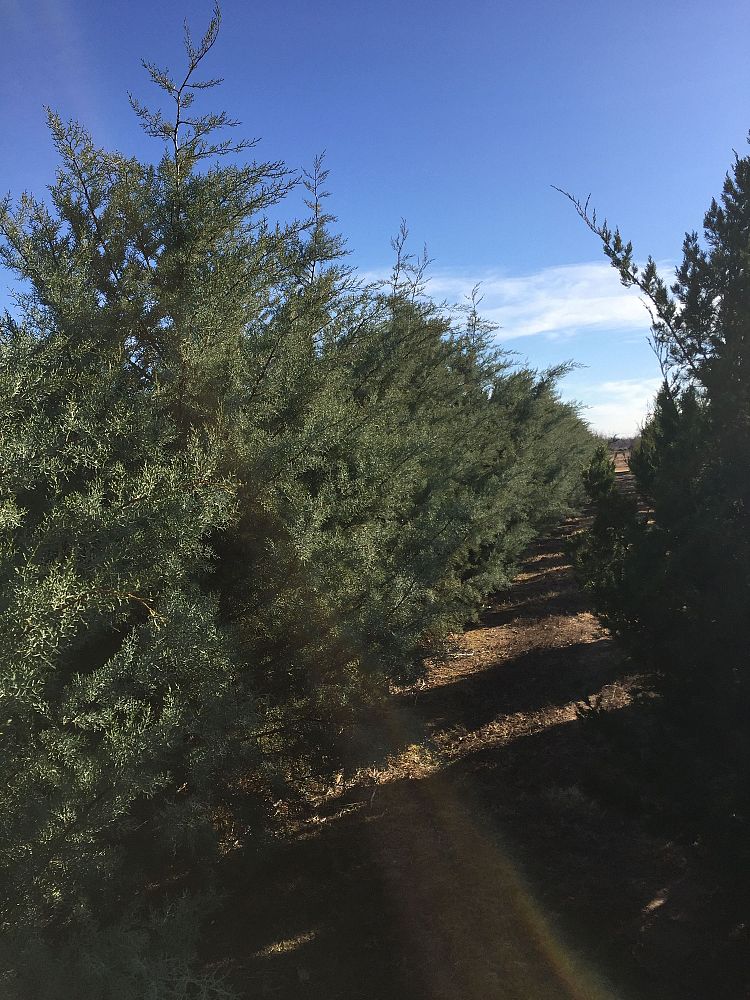 cupressus-arizonica-glabra-blue-ice-arizona-blue-cypress-smooth-bark-arizona-cypress-callitropsis-glabra