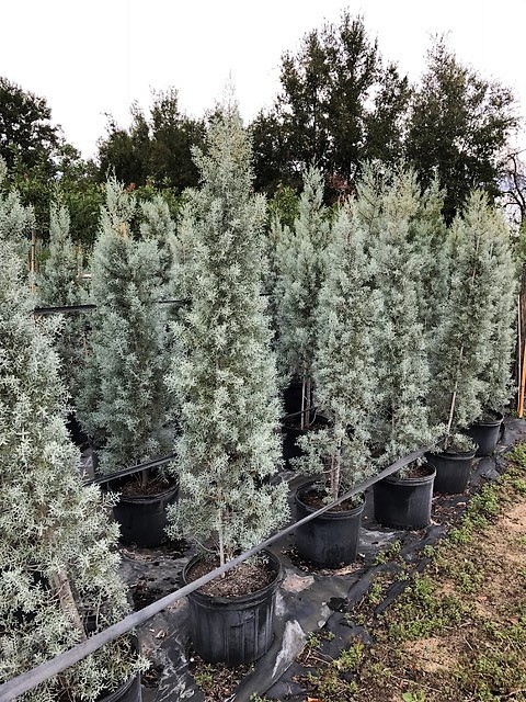 cupressus-arizonica-glabra-blue-ice-arizona-blue-cypress-smooth-bark-arizona-cypress-callitropsis-glabra