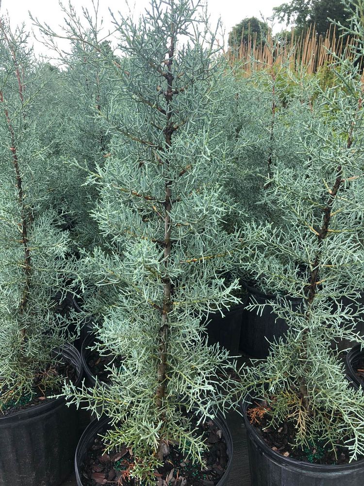 cupressus-arizonica-glabra-blue-ice-arizona-blue-cypress-smooth-bark-arizona-cypress-callitropsis-glabra