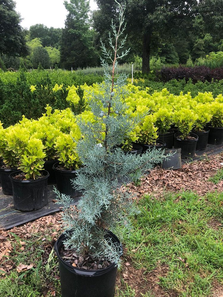 cupressus-arizonica-glabra-blue-ice-arizona-blue-cypress-smooth-bark-arizona-cypress-callitropsis-glabra